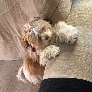 Meet your Posher, Marjorie